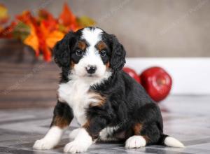 female mini bernedoodle near Chicago Illinois