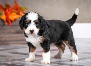 female mini bernedoodle near Chicago Illinois