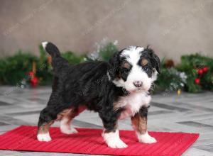 male mini bernedoodle near Chicago Illinois