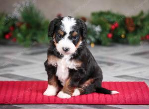 female mini bernedoodle near Chicago Illinois