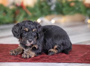 female tiny bernedoodle near St Louis Missouri