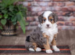 mini bernedoodle near Saint Louis MO