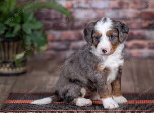 mini bernedoodle near Saint Louis MO