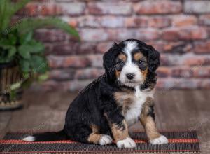 mini bernedoodle near Saint Louis MO