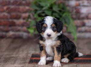 mini bernedoodle near Saint Louis MO