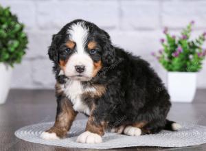 tri-colored mini bernedoodle near Chicago Illinois