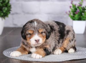 tri-colored mini bernedoodle near Chicago Illinois