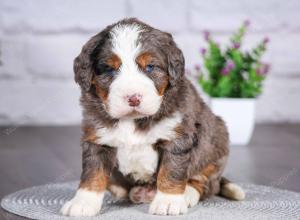 tri-colored mini bernedoodle near Chicago Illinois