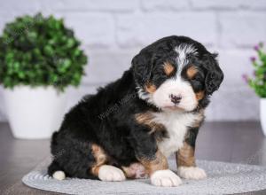 tri-colored mini bernedoodle near Chicago Illinois