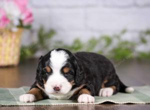 tri-colored mini bernedoodle near Chicago 