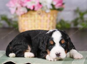 tri-colored mini bernedoodle near Chicago 