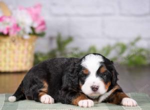 tri-colored mini bernedoodle near Chicago 