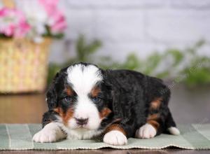tri-colored mini bernedoodle near Chicago 