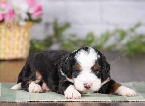 tri-colored mini bernedoodle near Chicago 