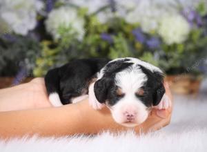 tri-colored mini bernedoodle near Chicago 