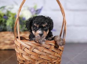 tri-colored mini bernedoodle near Chicago 