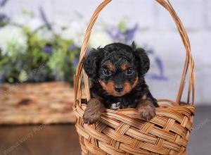 tri-colored mini bernedoodle near Chicago 