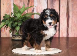   tri-colored standard bernedoodle near Chicago Illinois