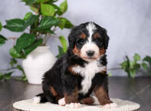   tri-colored standard bernedoodle near Chicago Illinois