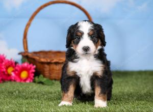 tri-colored mini bernedoodle near Chicago 