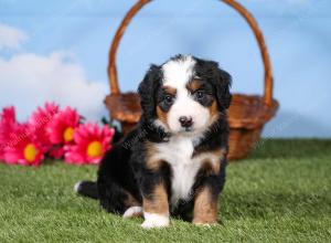 tri-colored mini bernedoodle near Chicago 