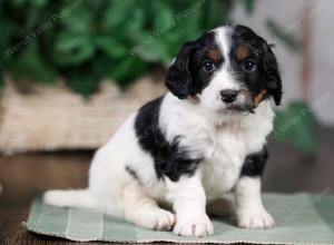 F1B mini bernedoodle near Chicago Illinois