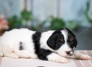 F1B mini bernedoodle near Chicago Illinois