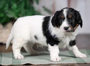 F1B mini bernedoodle near Chicago Illinois