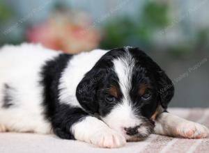 F1B mini bernedoodle near Chicago Illinois