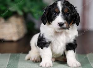 F1B mini bernedoodle near Chicago Illinois