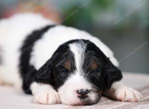 F1B mini bernedoodle near Chicago Illinois