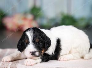 F1B mini bernedoodle near Chicago Illinois