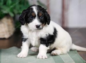 F1B mini bernedoodle near Chicago Illinois