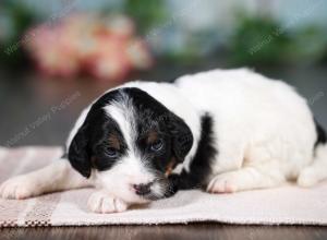 F1B mini bernedoodle near Chicago Illinois