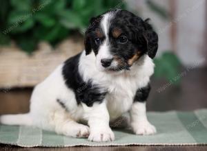 F1B mini bernedoodle near Chicago Illinois