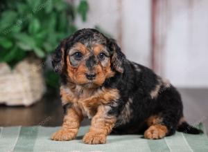 F1B mini bernedoodle near Chicago Illinois