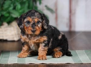 F1B mini bernedoodle near Chicago Illinois