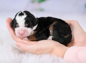 tri-colored female mini bernedoodle near Chicago Illinois