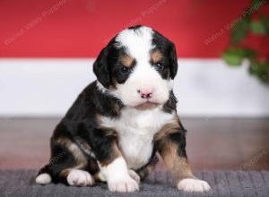 tri-colored female mini bernedoodle near Chicago Illinois