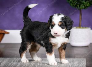 tri-colored female mini bernedoodle near Chicago Illinois