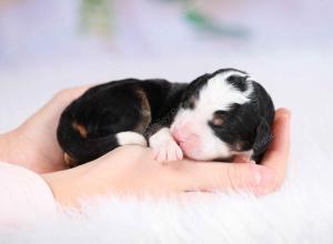 tri-colored female mini bernedoodle near Chicago Illinois