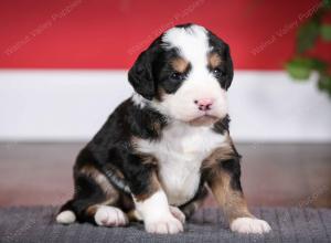 tri-colored female mini bernedoodle near Chicago Illinois