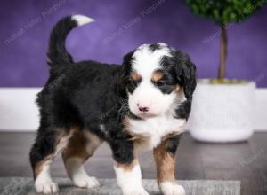 tri-colored female mini bernedoodle near Chicago Illinois