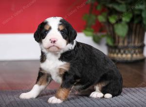 tri-colored female mini bernedoodle near Chicago Illinois