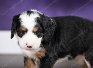 tri-colored female mini bernedoodle near Chicago Illinois