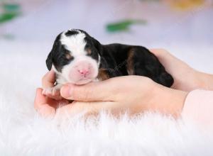 tri-colored female mini bernedoodle near Chicago Illinois