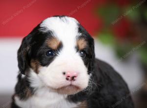 tri-colored female mini bernedoodle near Chicago Illinois