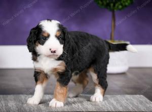 tri-colored female mini bernedoodle near Chicago Illinois