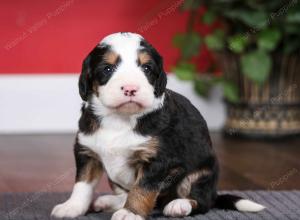 tri-colored female mini bernedoodle near Chicago Illinois