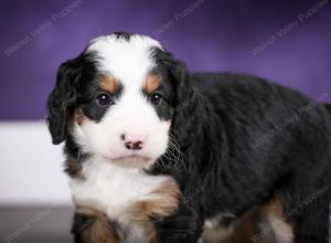 tri-colored female mini bernedoodle near Chicago Illinois